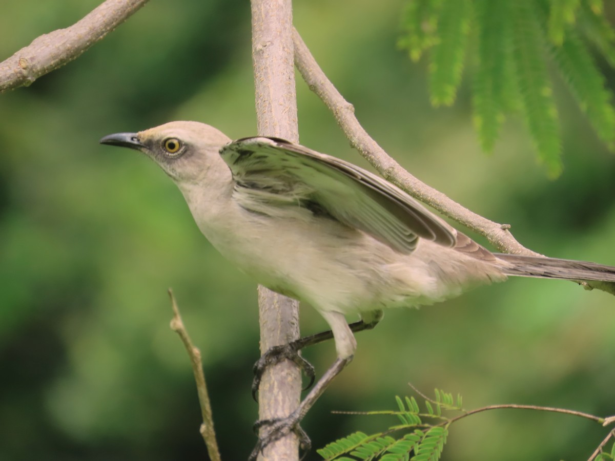 Tropikal Taklitçi - ML644738695