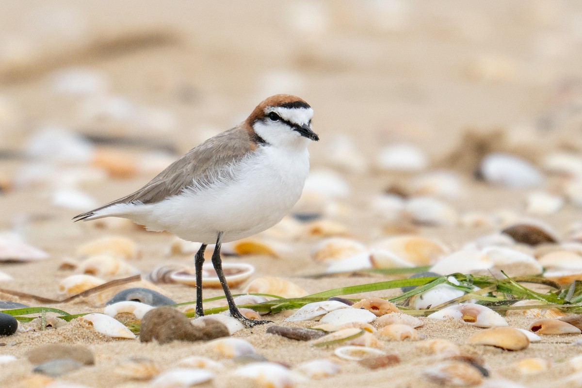 Chorlitejo Capirrojo - ML644738696