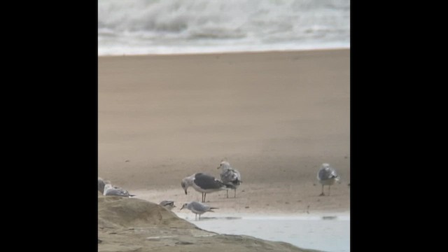 Клуша - ML644738733