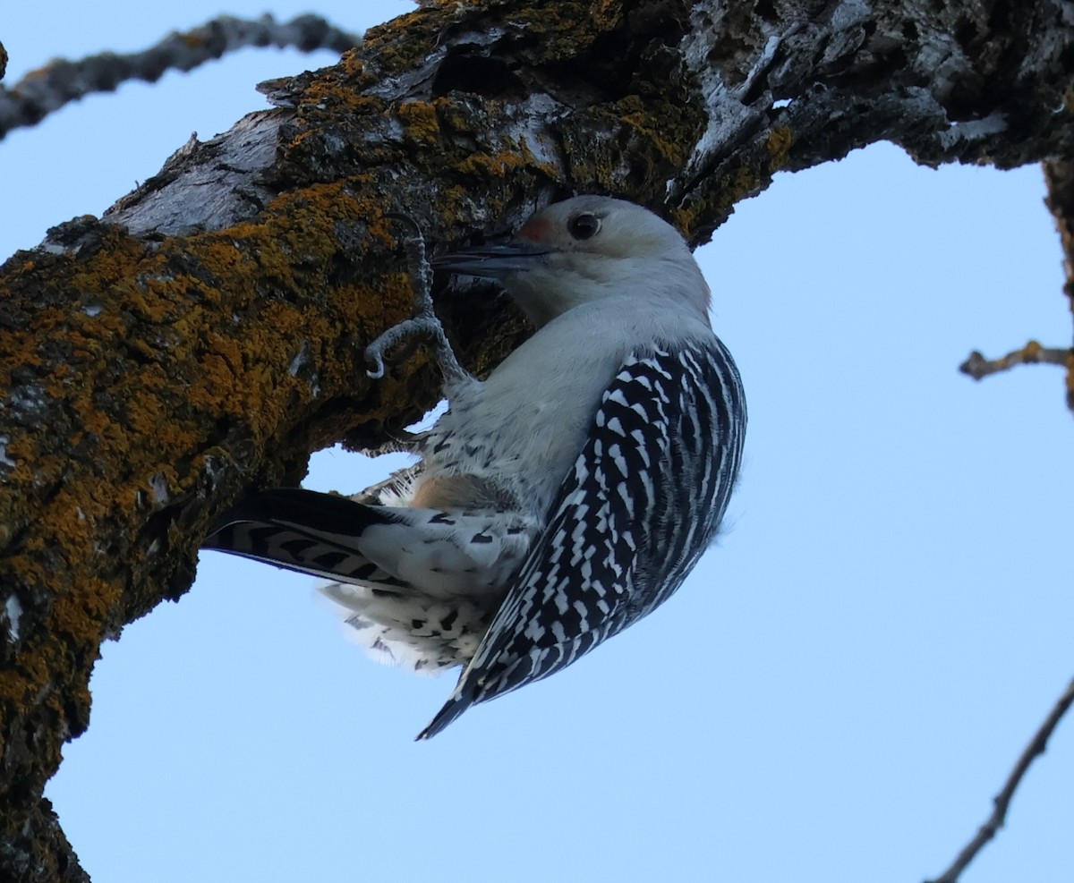 Red-bellied Woodpecker - ML644738749
