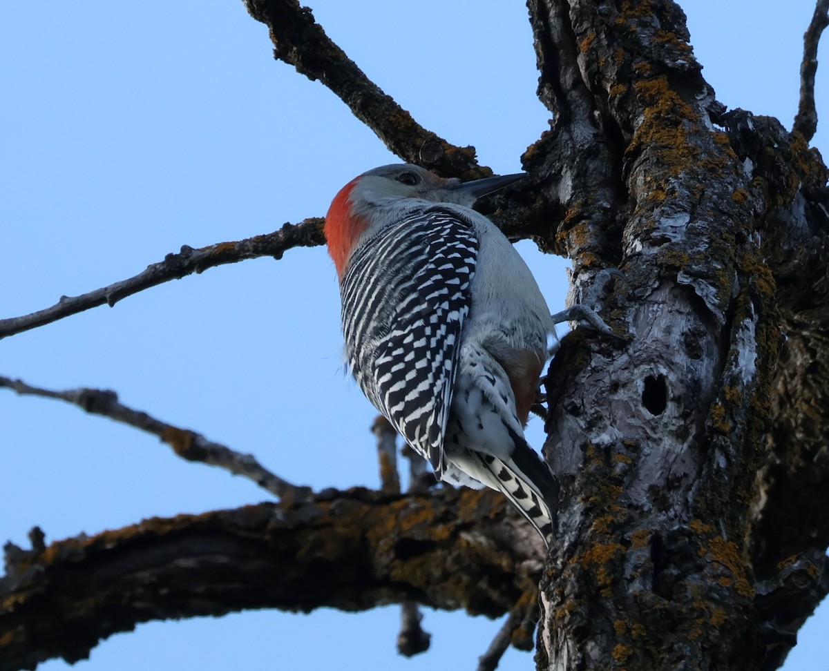Red-bellied Woodpecker - ML644738750