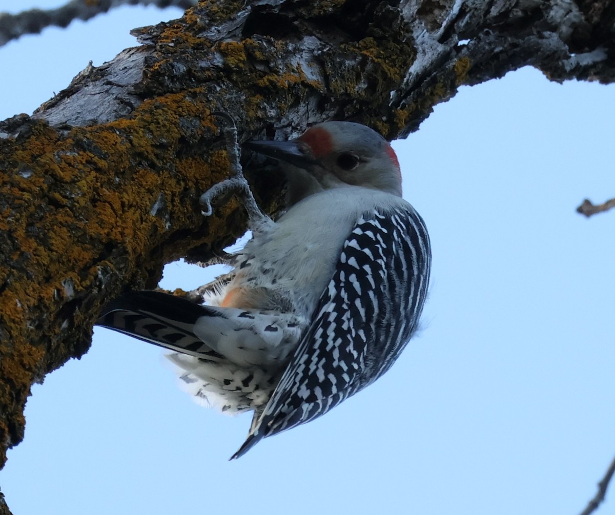 Red-bellied Woodpecker - ML644738751