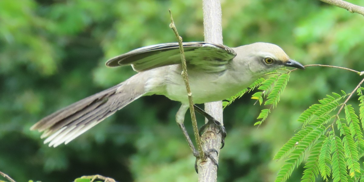 Tropikal Taklitçi - ML644738753