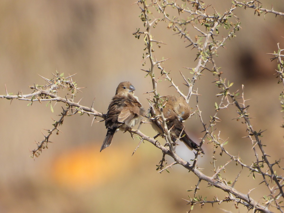 アフリカギンバシ - ML644738767