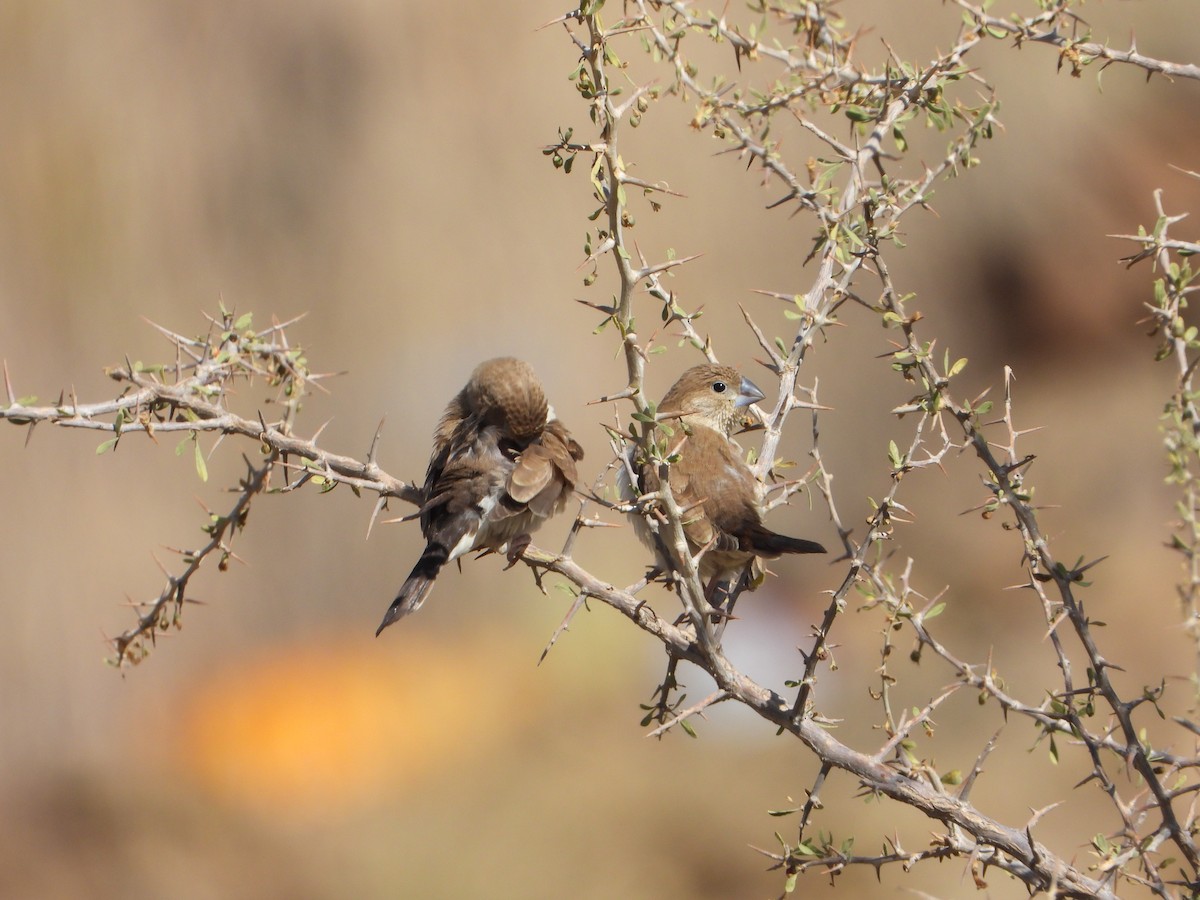 アフリカギンバシ - ML644738768