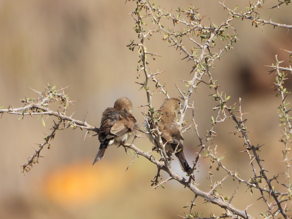 アフリカギンバシ - ML644738771