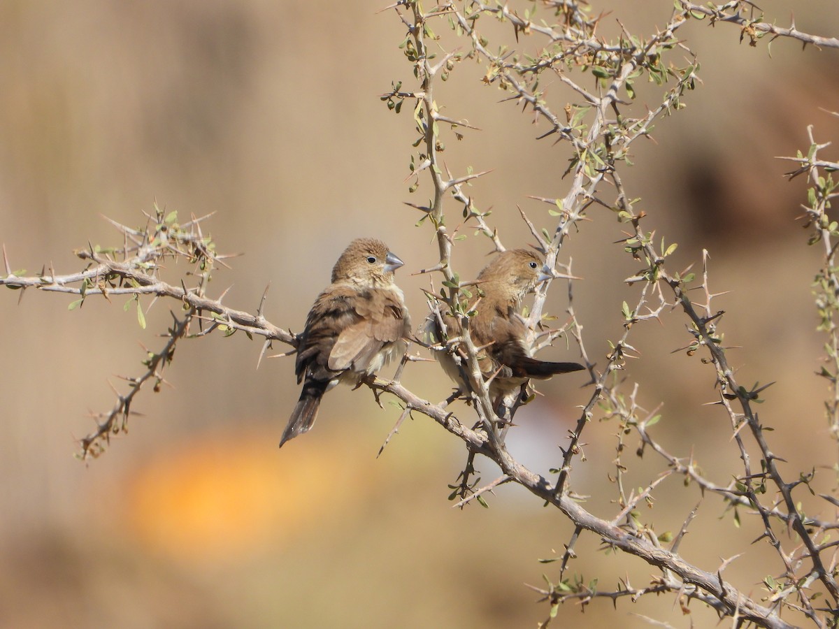 アフリカギンバシ - ML644738773