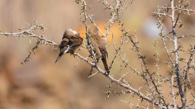 アフリカギンバシ - ML644738778