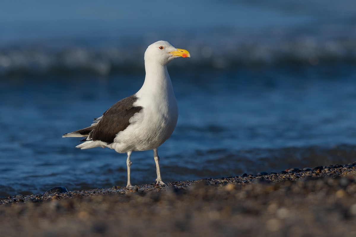 racek mořský - ML644738798