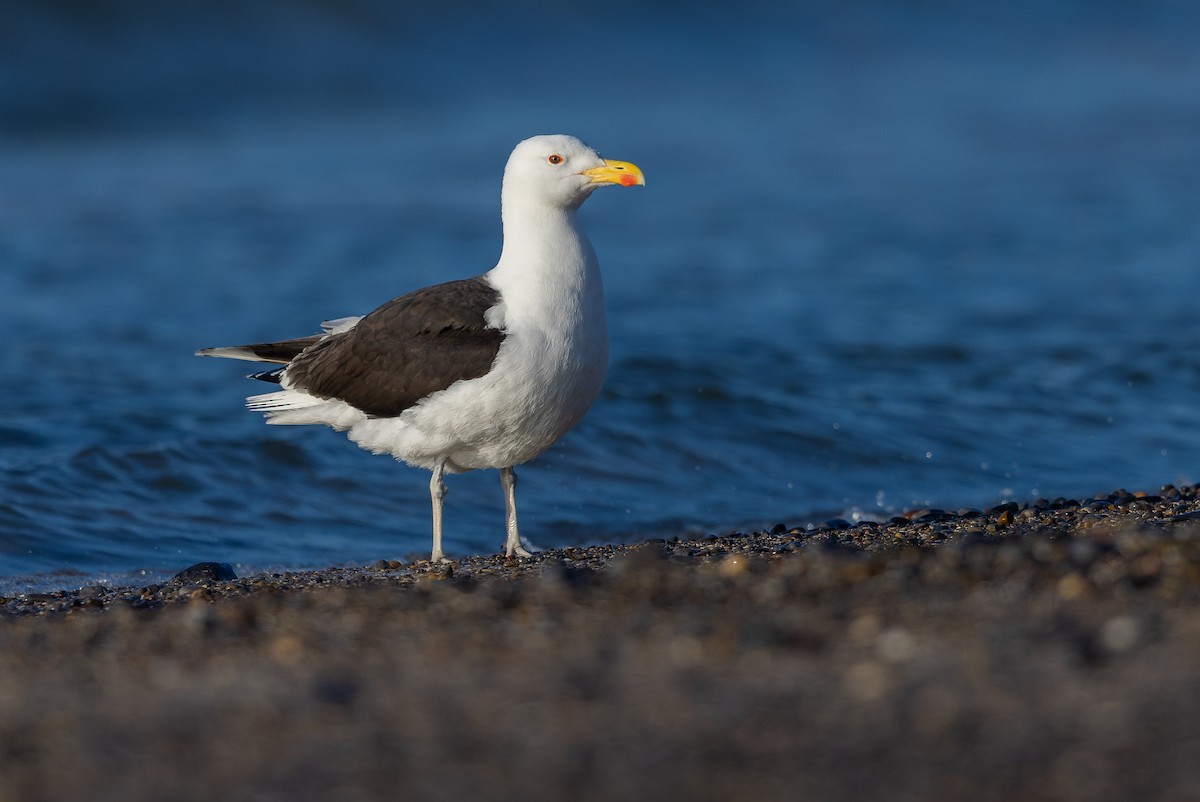 racek mořský - ML644738799