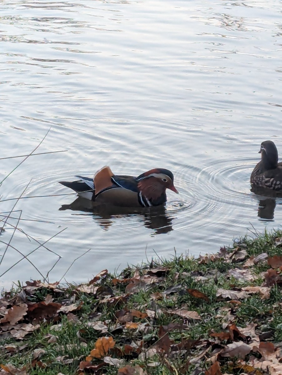 Мандаринка - ML644738803