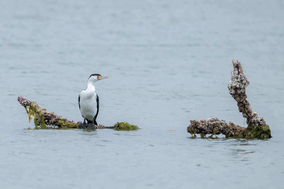 Pied Cormorant - ML644738808