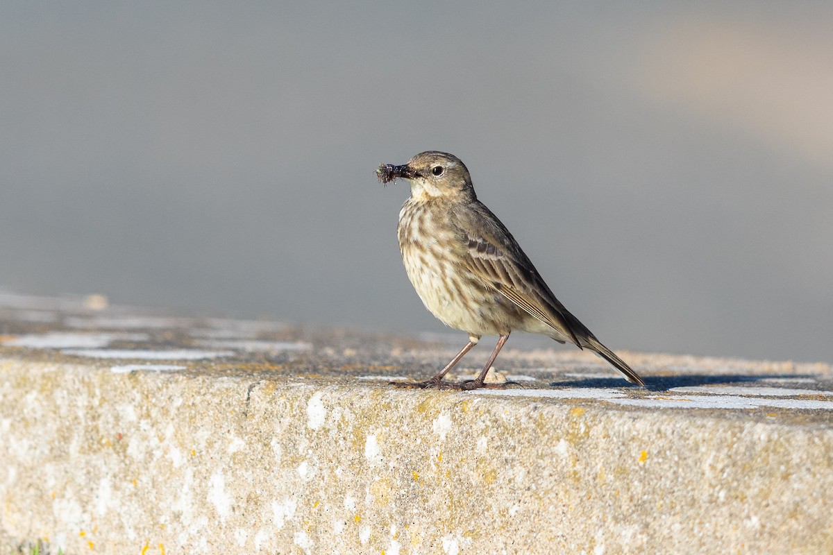 Rock Pipit - ML644738810