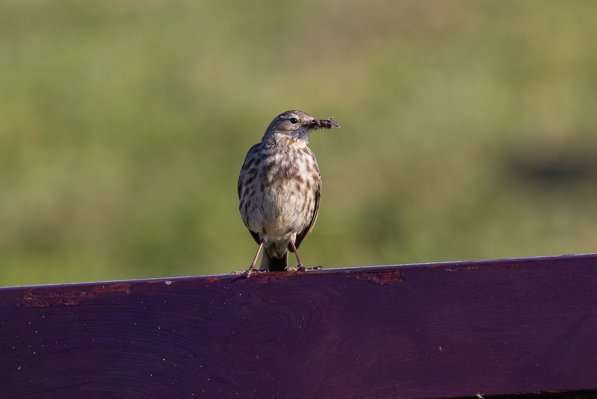 Rock Pipit - ML644738811
