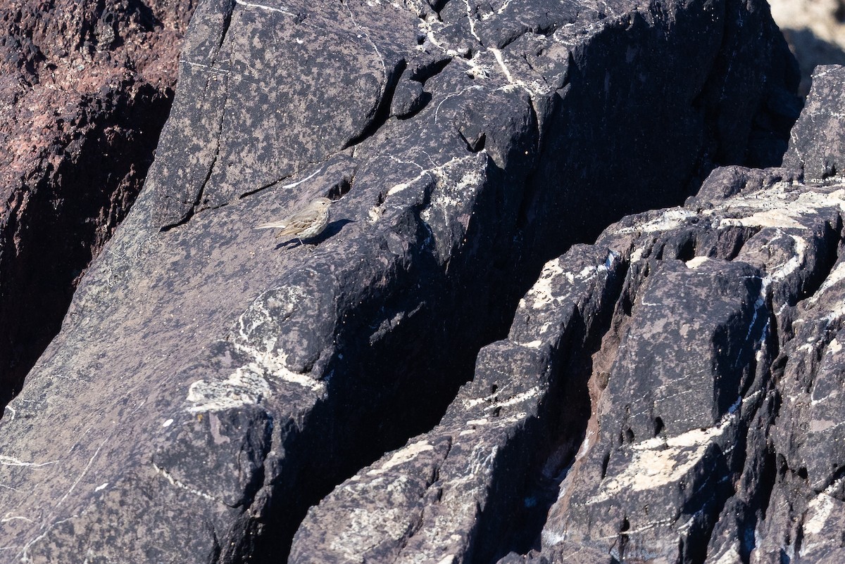 Rock Pipit - ML644738813