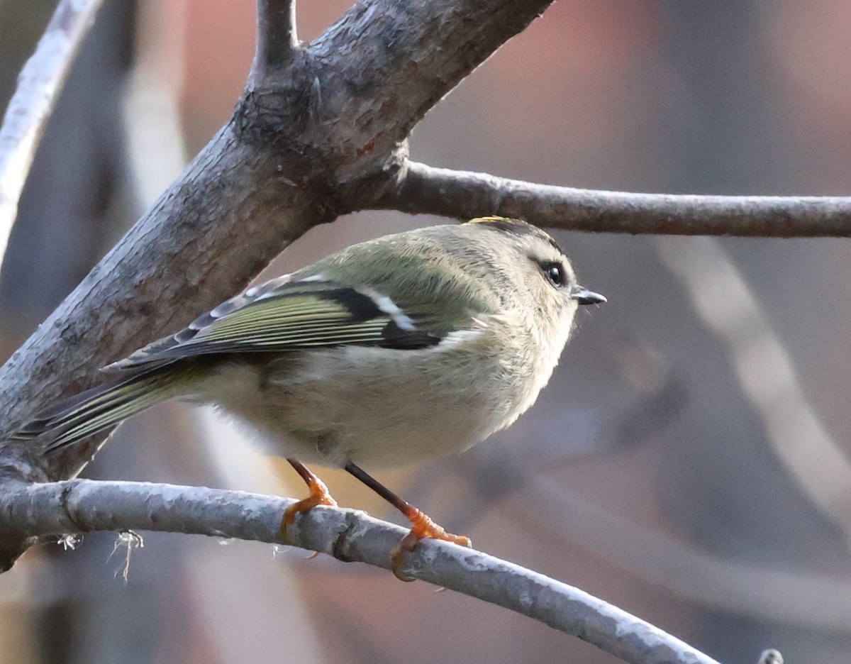 Golden-crowned Kinglet - ML644738827