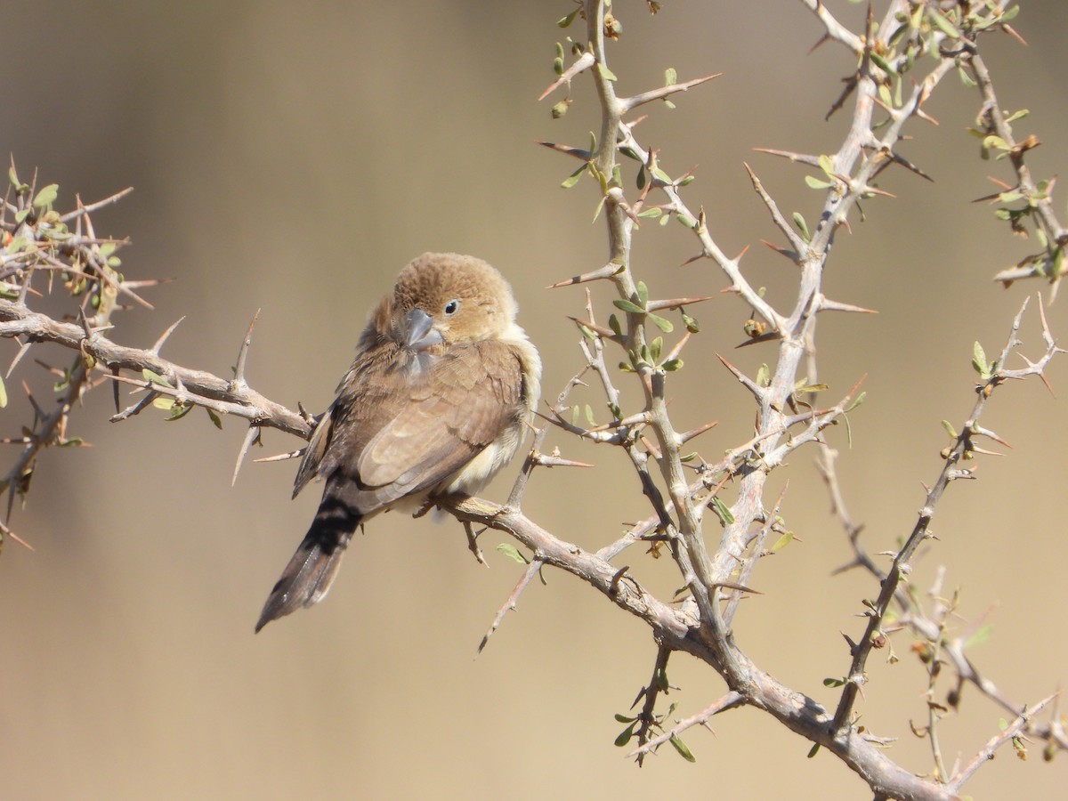 アフリカギンバシ - ML644738837