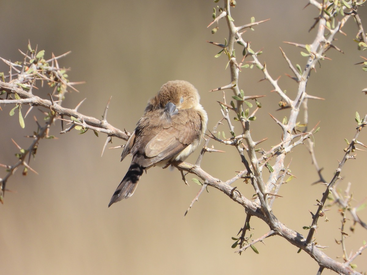 アフリカギンバシ - ML644738839