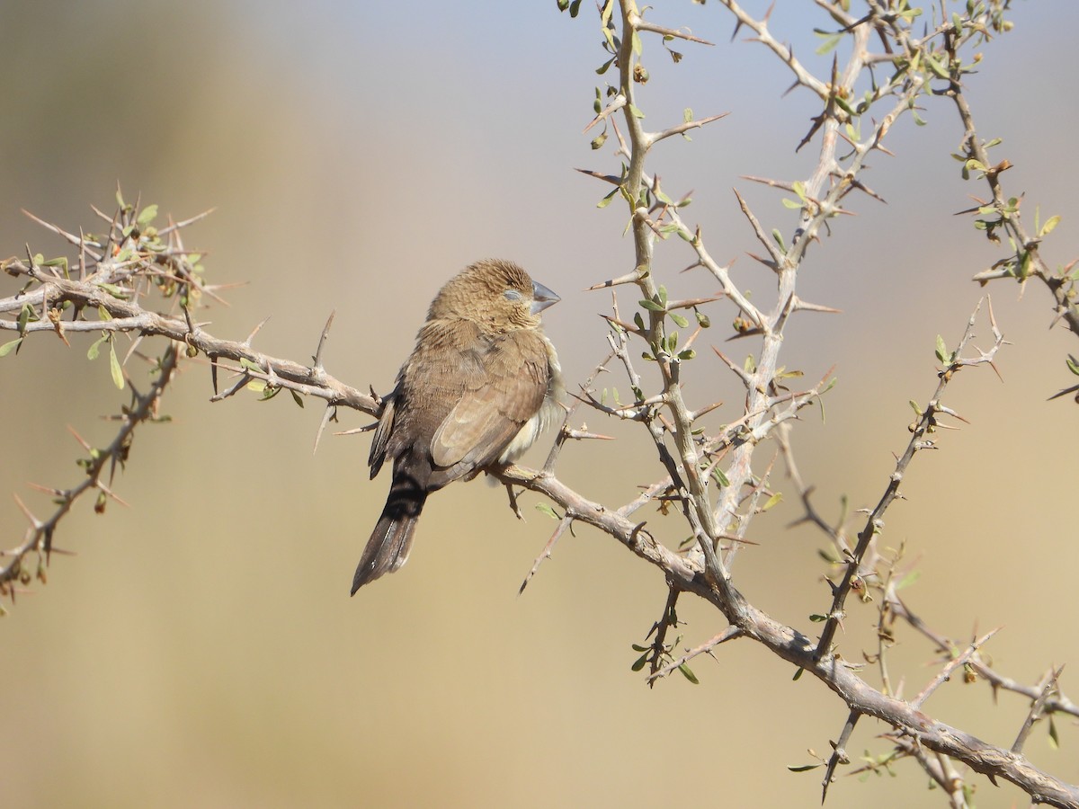 アフリカギンバシ - ML644738843