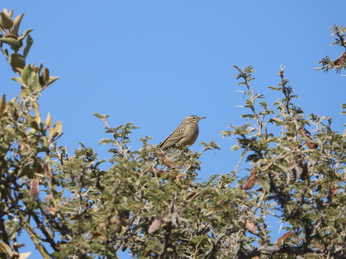 Long-billed Pipit - ML644738849