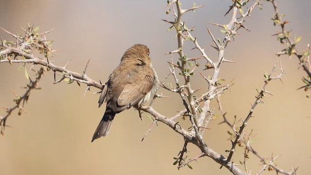 アフリカギンバシ - ML644738851