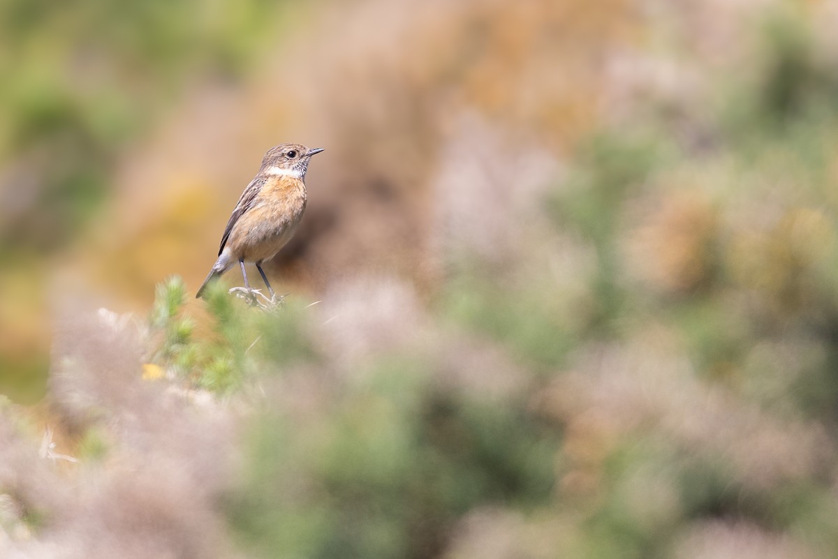 European Stonechat - ML644738852