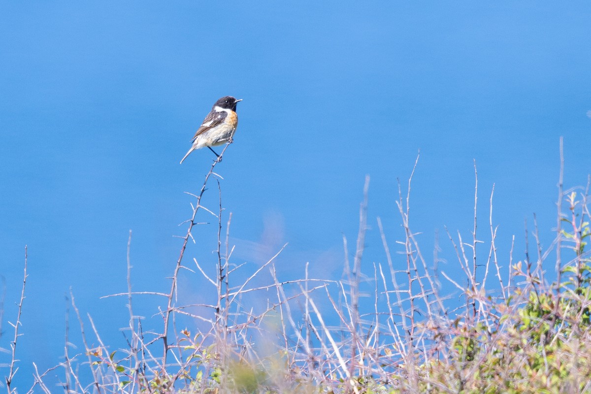 European Stonechat - ML644738854