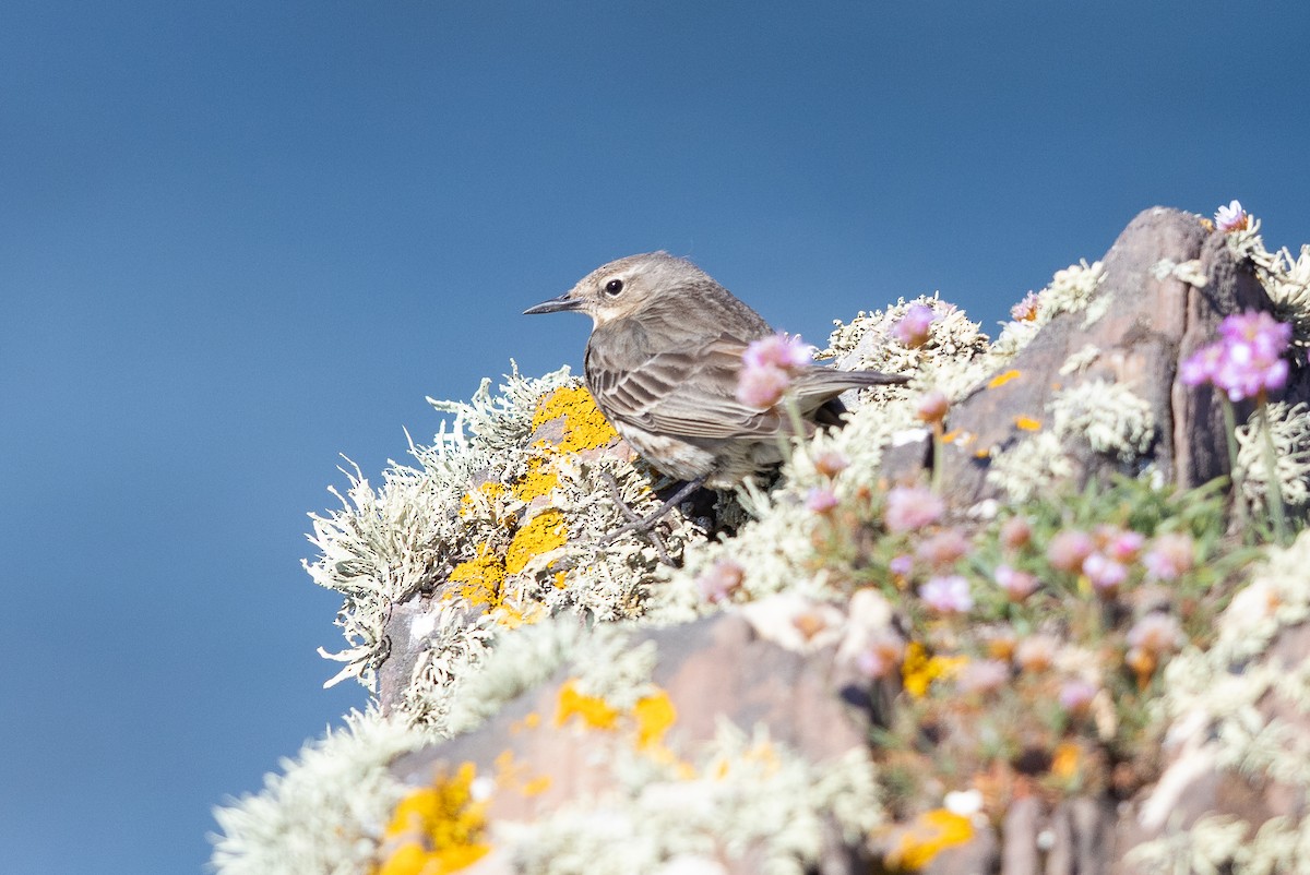 Rock Pipit - ML644738855