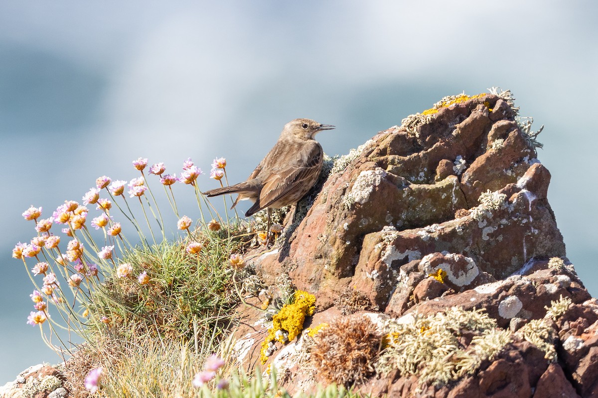 Rock Pipit - ML644738856