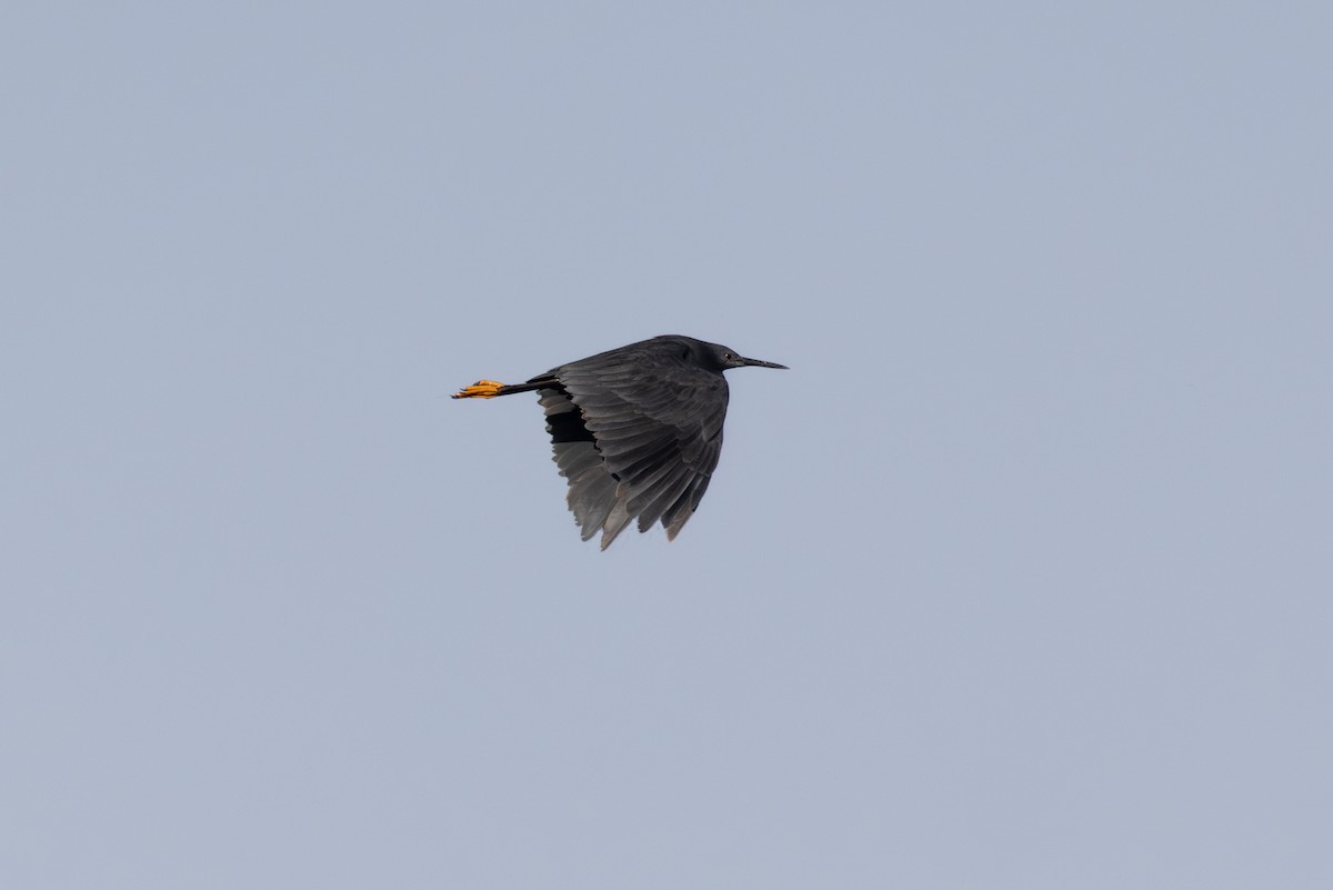 Black Heron - ML644738865
