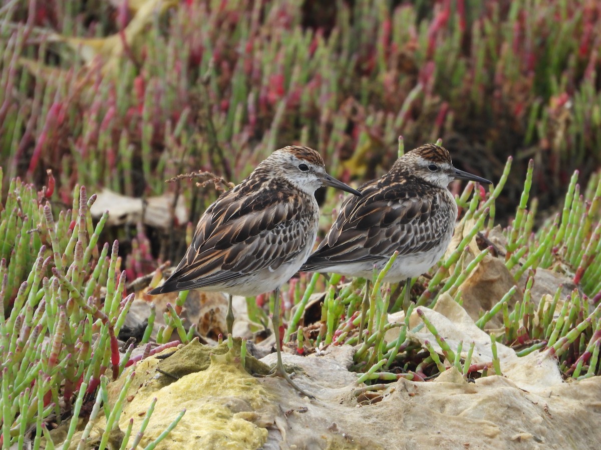 Sharp-tailed Sandpiper - ML644738868