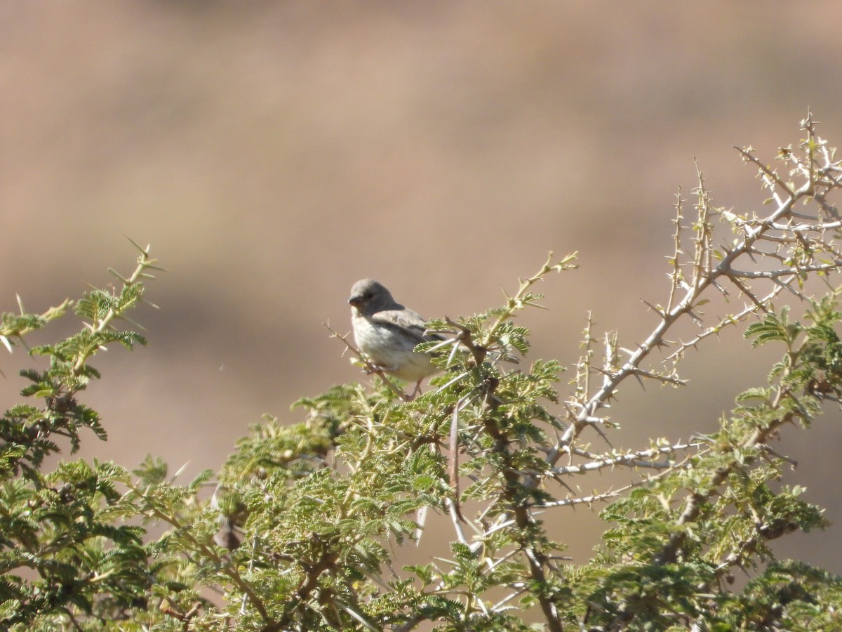 Arabian Serin - ML644738869