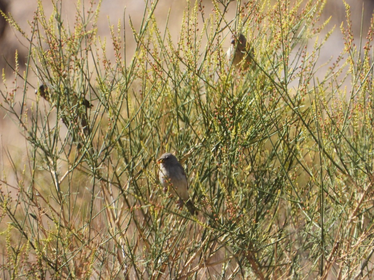 Arabian Serin - ML644738870
