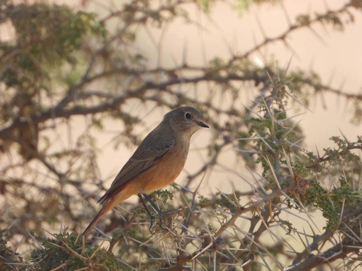 Common Redstart - ML644738874