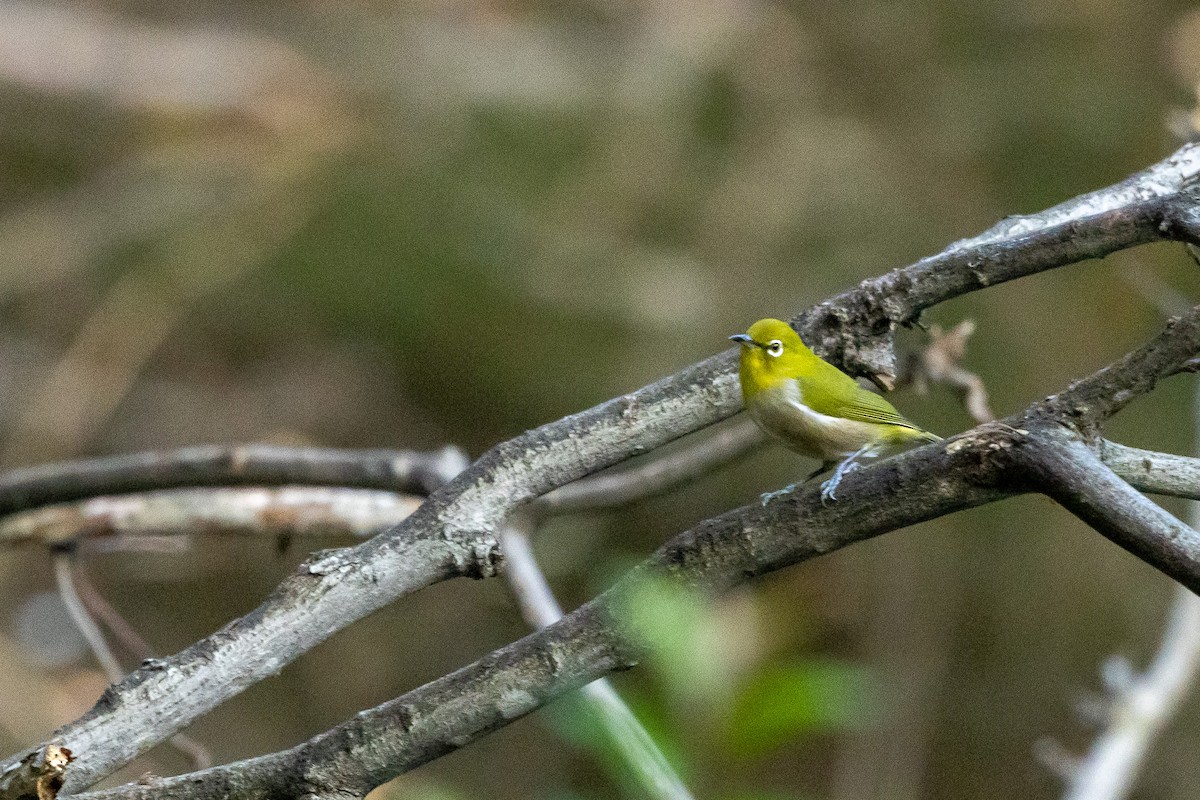 Warbling White-eye - ML644738882
