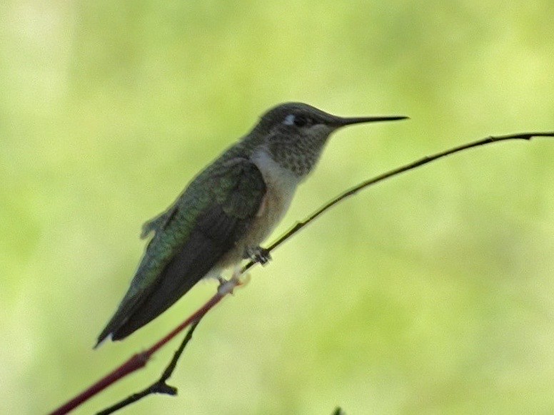 Broad-tailed Hummingbird - ML644738883