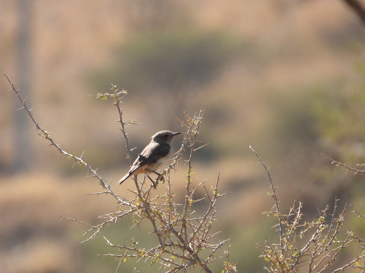 Arabian Wheatear - ML644738884