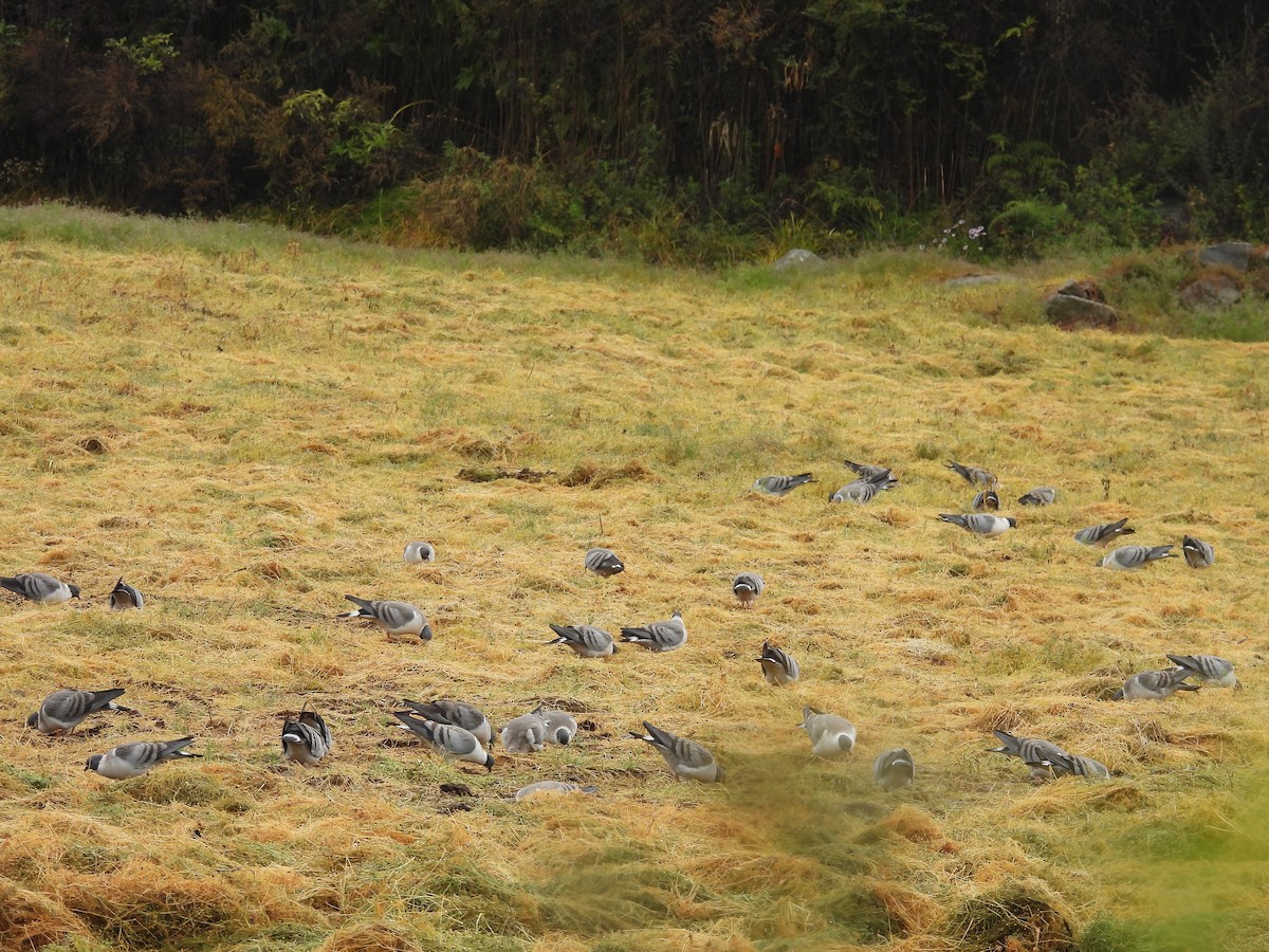 Paloma Nival - ML644738885