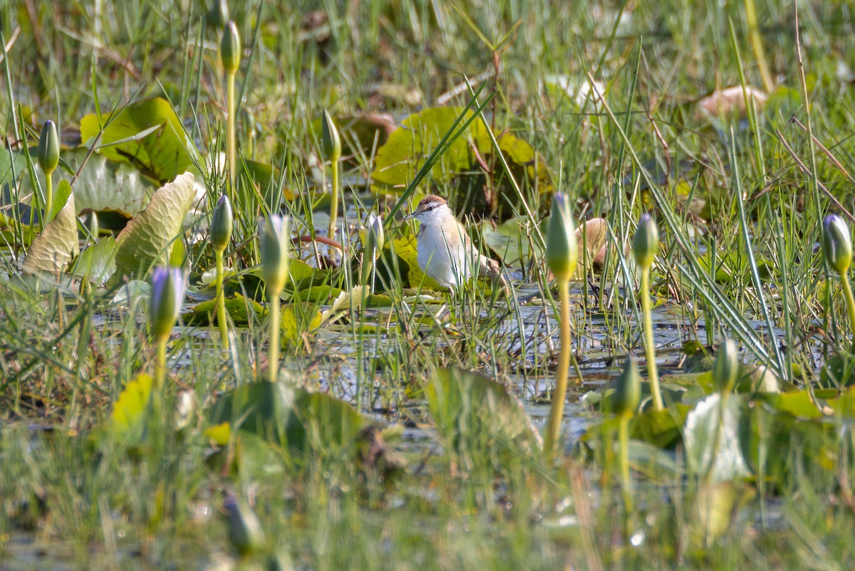 Lesser Jacana - ML644738889