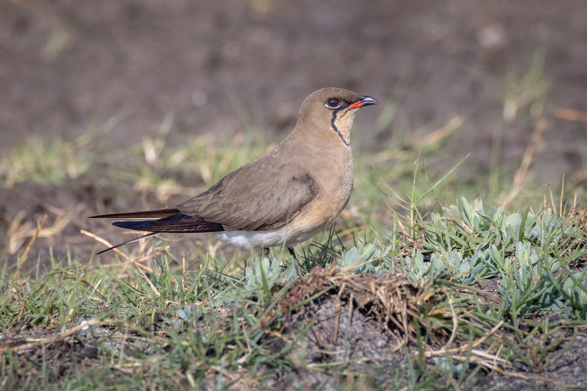 brakksvale - ML644738894