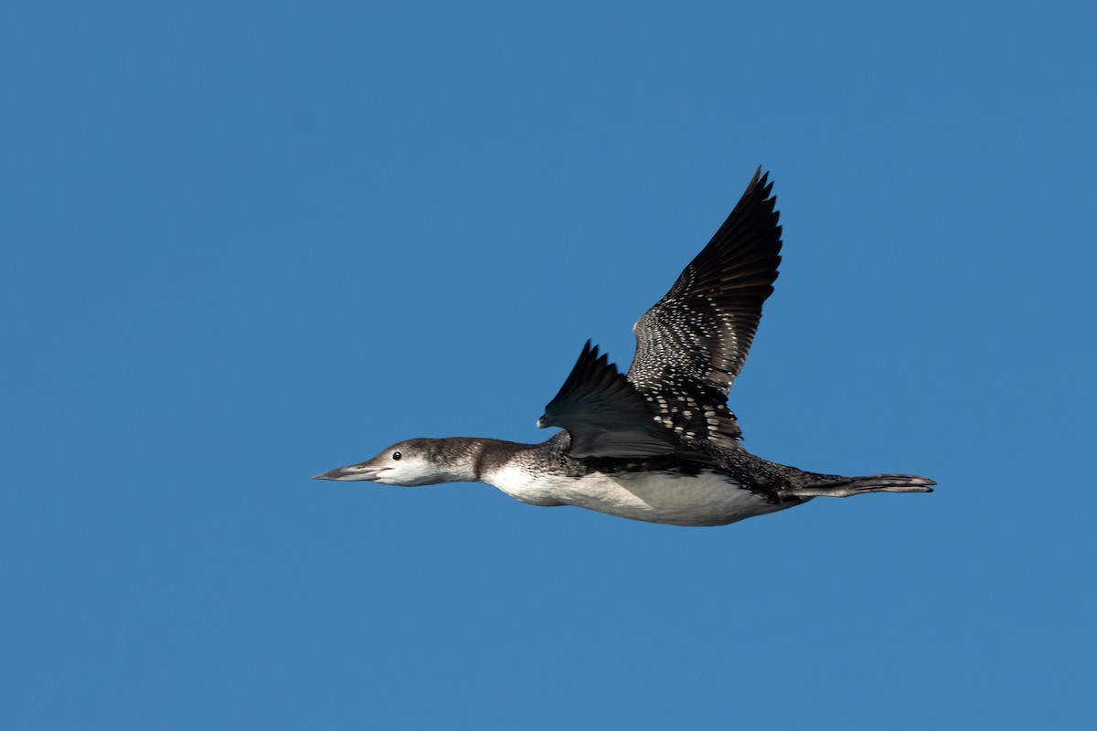 Aliota handia - ML644738917