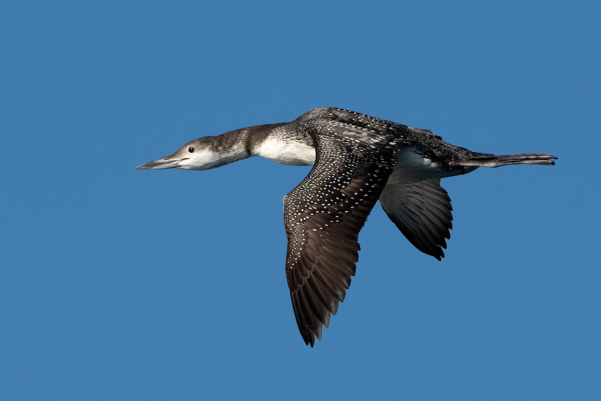 Aliota handia - ML644738918