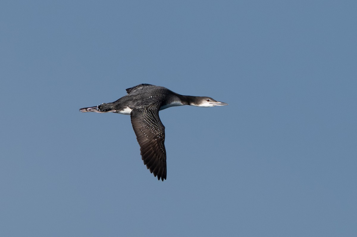 Aliota handia - ML644738920