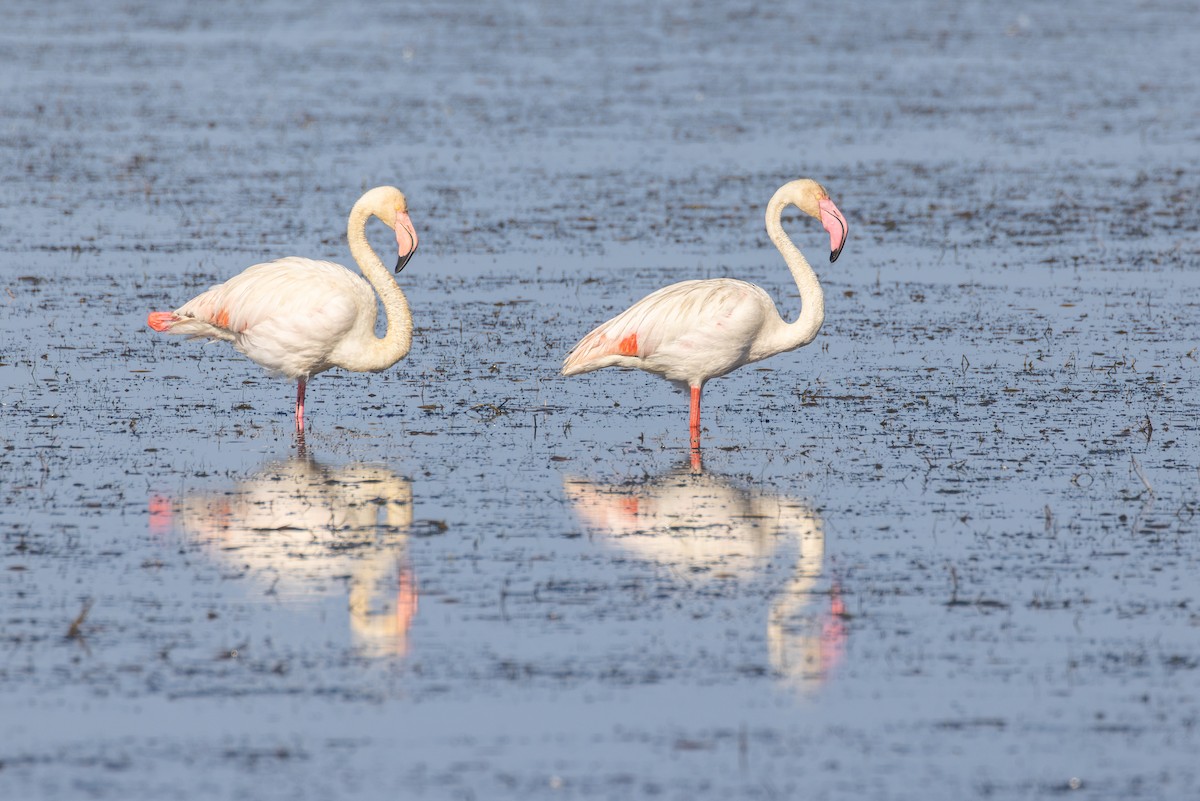 Flamenko handia - ML644738922