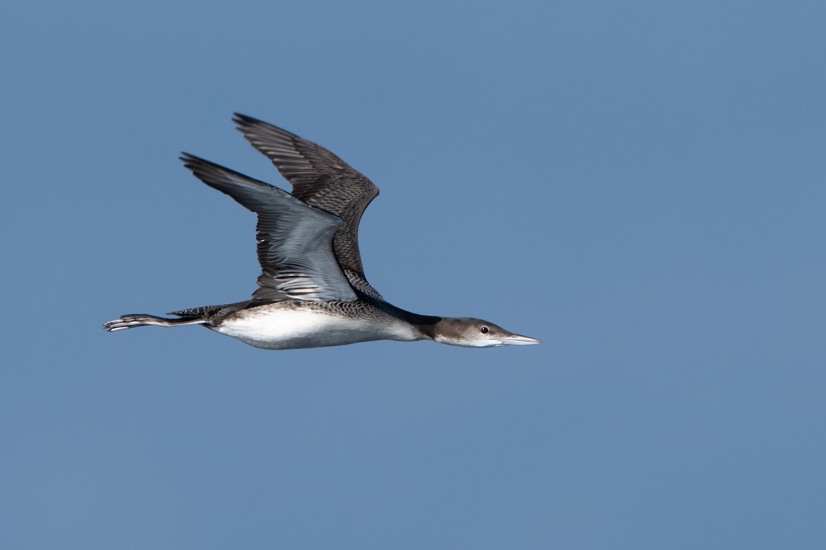 Aliota handia - ML644738923