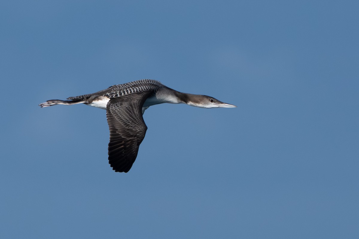 Aliota handia - ML644738925