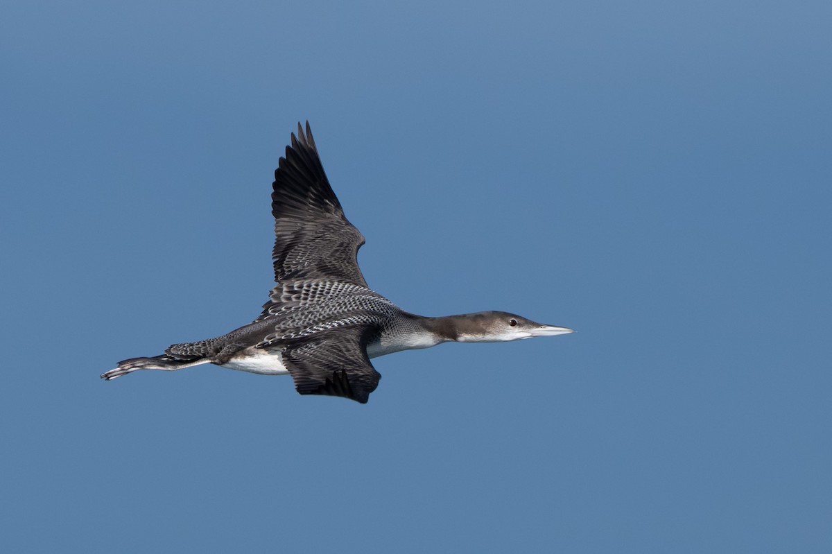 Aliota handia - ML644738929