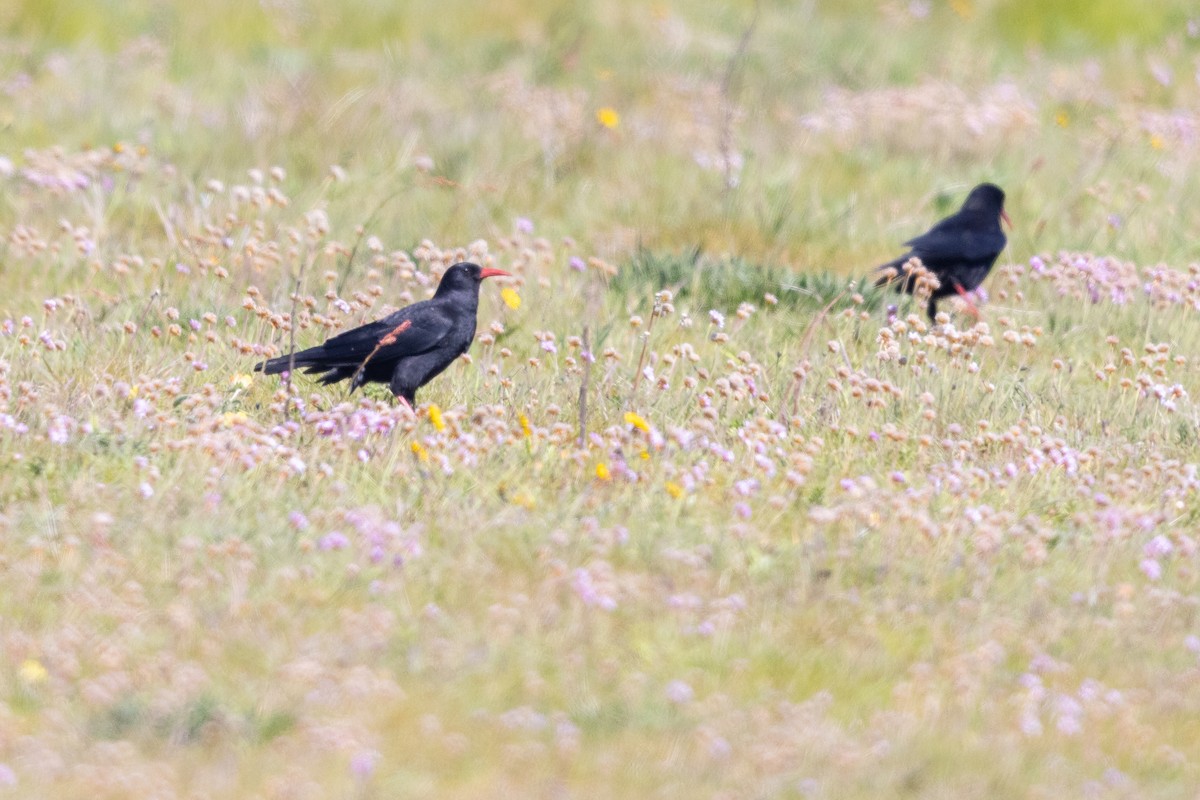 Red-billed Chough - ML644738945