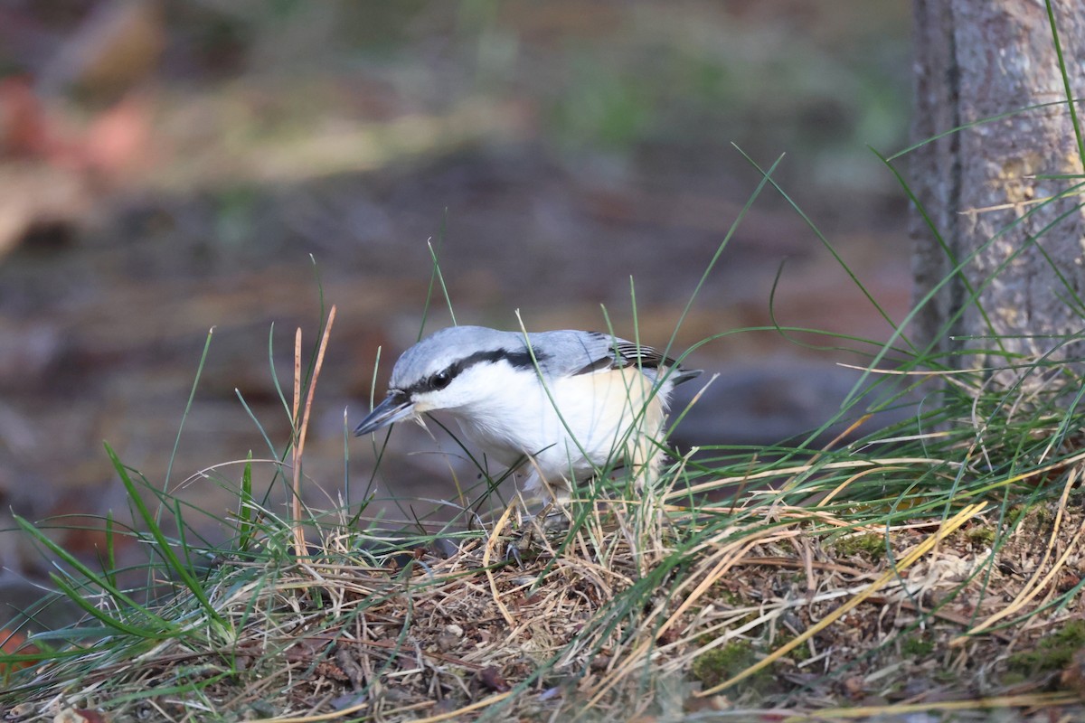 Повзик звичайний - ML644738948