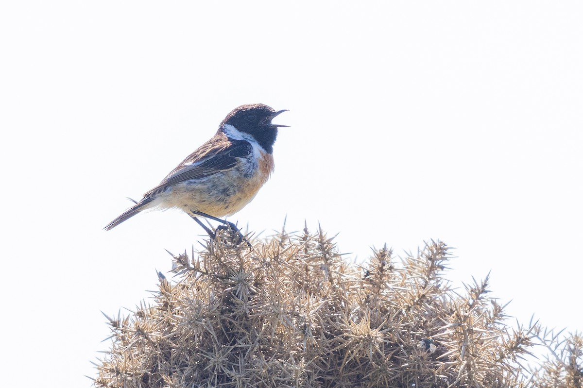 European Stonechat - ML644738949